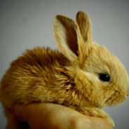 DOES THE EASTER BUNNY HAVE FANGS?